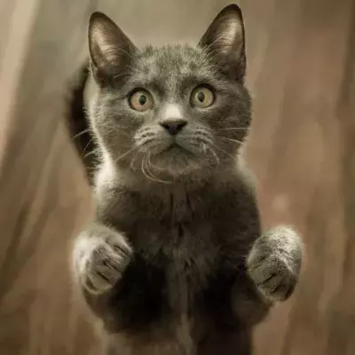 Is your cat acting weird after its flea medication? It could be a sign of deadly poisoning 