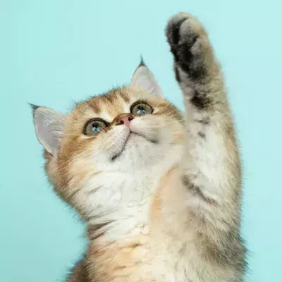 Your cat also faces separation anxiety and here's what you should do