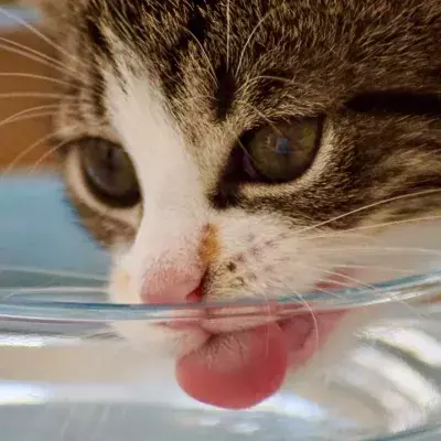 Is your cat drinking enough? Here is how to increase their water intake 