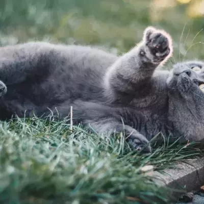 Is your cat kneading you? This is what they’re trying to express through these weird movements
