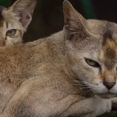Is your cat secretly mad at you? Watch for this feline behaviour to find out