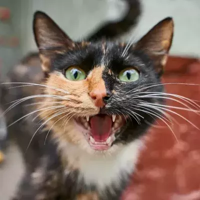 Your cat won't stop meowing? Here is why and what to do