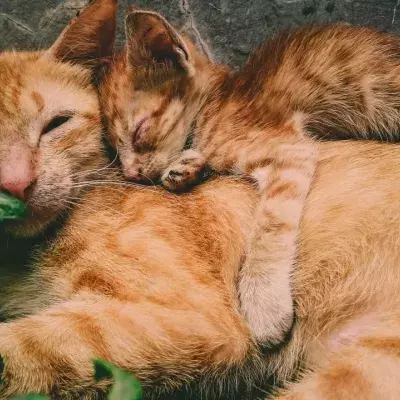 Is your cat's twitching in their sleep normal or a sign of seizure? This is how to see the difference
