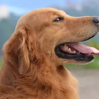 Your dog might be unwell but you don't see it. These are canine body language signs you shouldn’t ignore