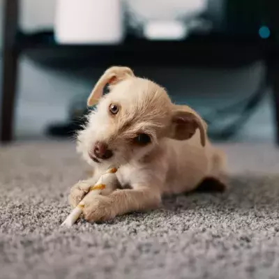 Your dog prefers classical music to the sound of human voices in audiobooks, study finds 