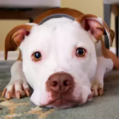 Your dog sheds tears each time it is reunited with you, but you might not see them