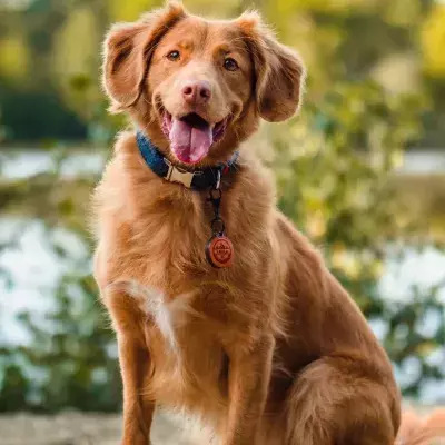 Your dog’s body language says a lot about what they are feeling