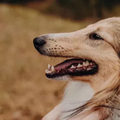 Is your dog’s breath stinky? This is what you can do about it