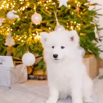 These Christmas decorations are dangerous for your pet 