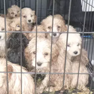 20 tiny puppies were caged and left to die in a lay-by in an extreme act of cruelty
