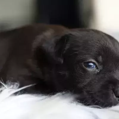 An abandoned and extremely emaciated dog with no ears and no tongue rescued