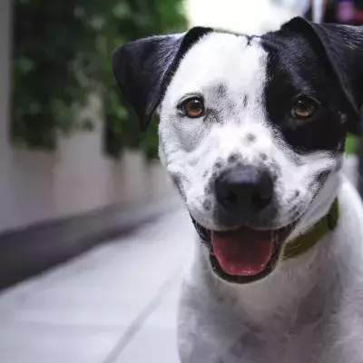 This abandoned pup who was found ‘in immense pain’ and named after a ‘warrior princess’ is happy in her forever home (VIDEO)