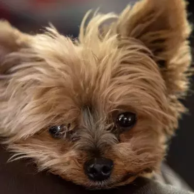 Abandoned terrier with horrendous ear infection rescued from a busy bypass