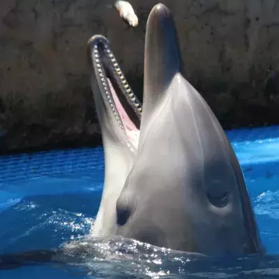 This angry dolphin keeps biting swimmers, proving these marine mammals are not as harmless as we think 