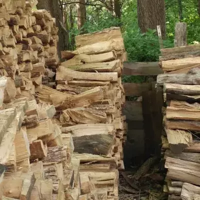 An Animal Is Hidden In This Picture