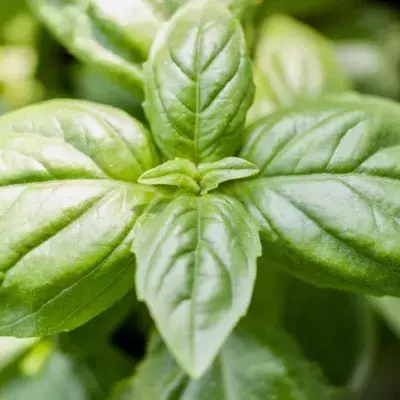 Basil