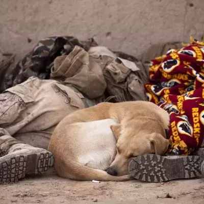 A beaten dog loaded with explosives by Russian soldiers in a bid to kill more innocent civilians