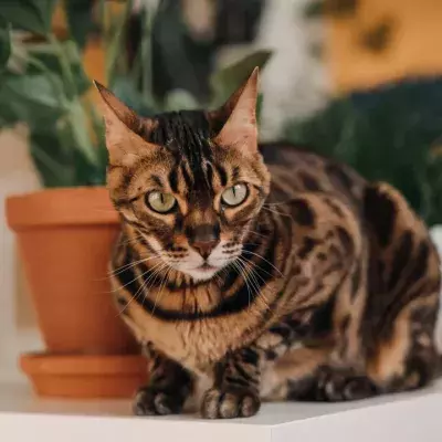 Bengal cat kicked and slapped by its celebrity owner: guess what the abuser’s punishment is