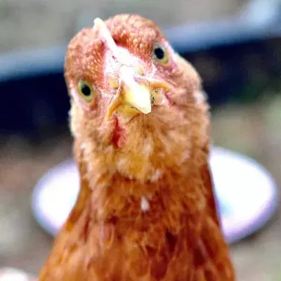 Bird flu: A new strain has been detected for the first time in humans in China