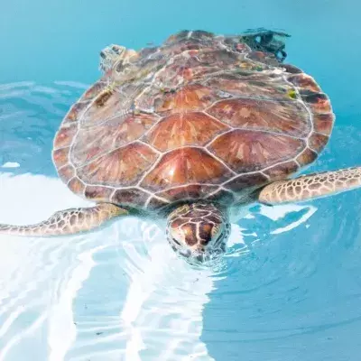 ‘Bleeding and barely breathing’: dozens of endangered green turtles found dying on the beach