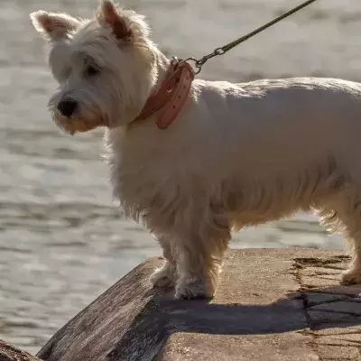This blind rescue dog was so cheeky he won its foster mama’s heart and got a forever home 