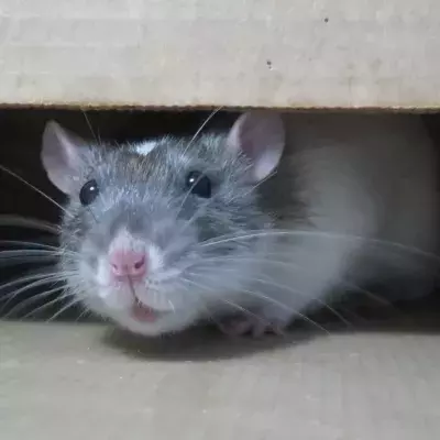Brits warned not to poison 300 million super-rats taking over UK, here's why