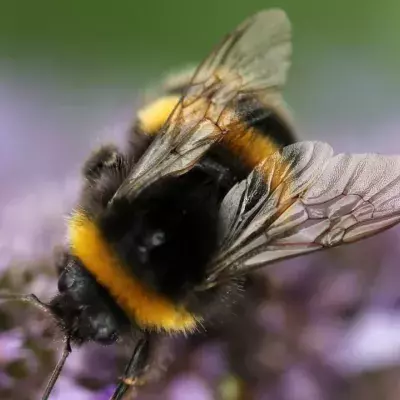 California classes bees as fish for this specific reasonv 