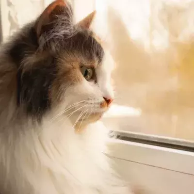 Cat owners’ relief as full lockdown banning cats from going outdoor is lifted