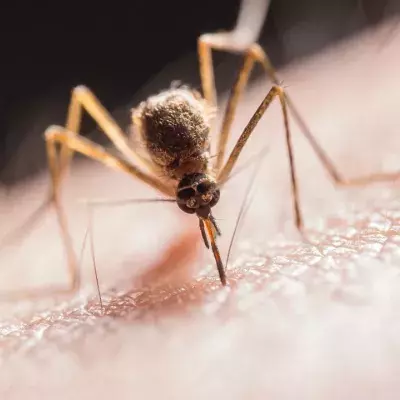 Climate change could bring deadly diseases to the UK, experts warn