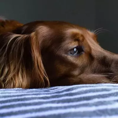COVID-19: Alpha variant infecting more pets than ever 