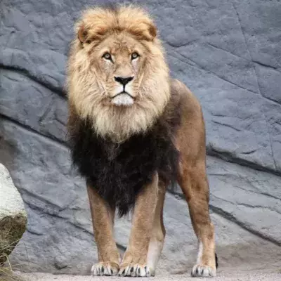 COVID infection in animals