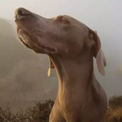 COVID-sniffing dogs