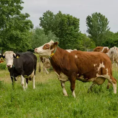 Cows in an Indian state to have access to 24-hour ambulance services