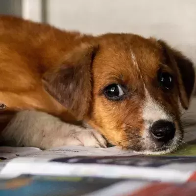 A dog so malnourished it ‘could have eaten the tip of her tail’ rescued and in need of a loving home