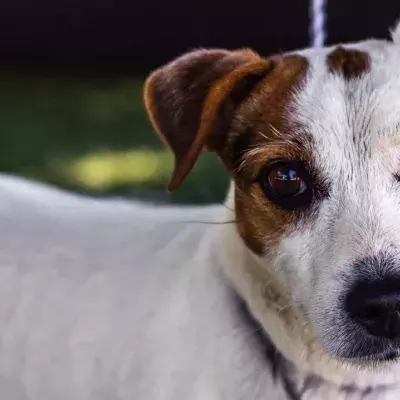A dog was stabbed and shot but beat the odds and got a job as a police wellness pet