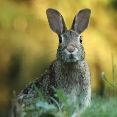 Dozens of giant pet rabbits were 'bred to be eaten' in a filthy house
