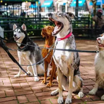 England will finally be criminalizing pet abduction
