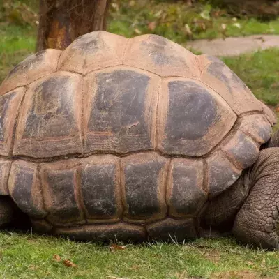 An escaped giant tortoise takes up the train tracks and brings traffic to a halt