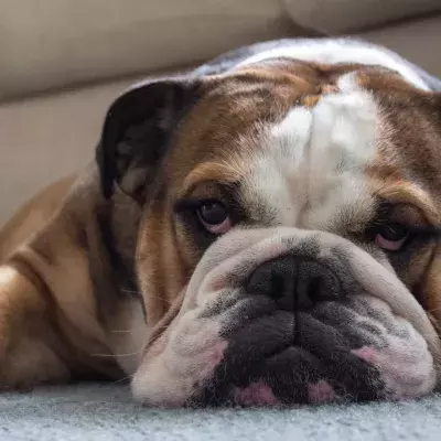 The family’s anguish as their dog dies after the sitter left it to 'boil' in a scorching heat