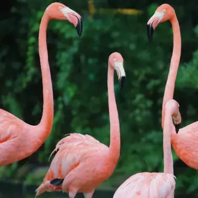 Flamingoes discovered hiding in public bathrooms, here's why