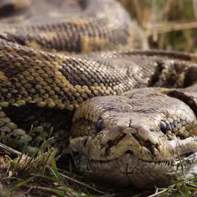 The Florida Python Challenge: at what cost would you catch killer snakes?