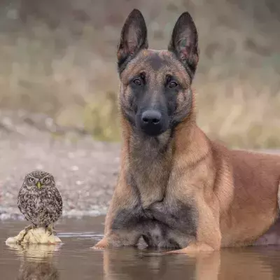 Friendship Between A Dog And An Owl