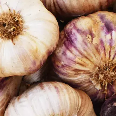 Garlic