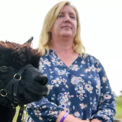 Geronimo the alpaca