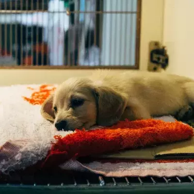 'He took a bullet for me': a dog whose leg was due to be amputated after a severe injury makes a full recovery