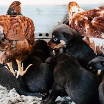 Heartbreak and agony as dozens of dogs are amongst 200 animals rescued in ‘one of the biggest animal welfare operations ever’ (VIDEO)