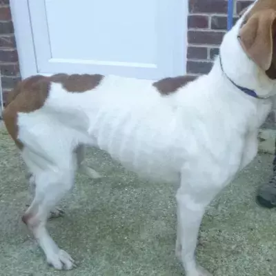 This heartbreaking case sees two dogs mistreated beyond belief; the images are stomach-twisting