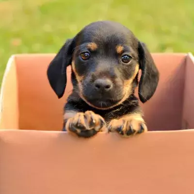 This heartbroken puppy refused to leave a cardboard box her owner abandoned her in, hoping for him to come back 