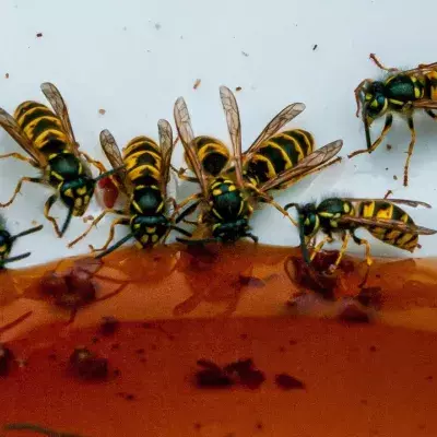 Here are 4 ways to keep wasps away from your home you need for the summer