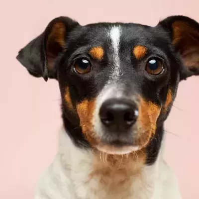 ‘Hero’ Dog struggles to find a forever home
